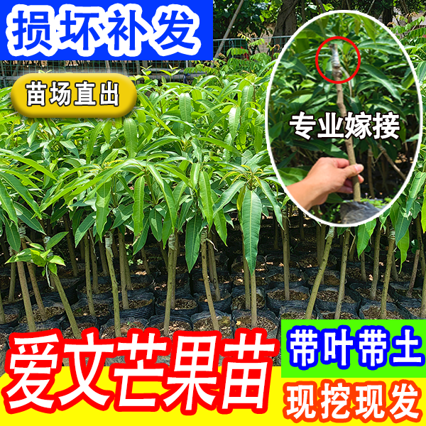 芒果苗 爱文芒果苗甜专业嫁接现挖现发原叶原土带叶发货植物正宗