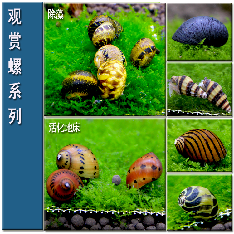包邮彩蛋杀手斑马黑兔洋葱观赏螺清洁鱼缸工具草活体富家添虾|ruв категории животное/Животное питание и принадлежностей, аквариум мира, винт - от Buy2taobao.com для оказания профессиональной услуги покупки агента Taobao
