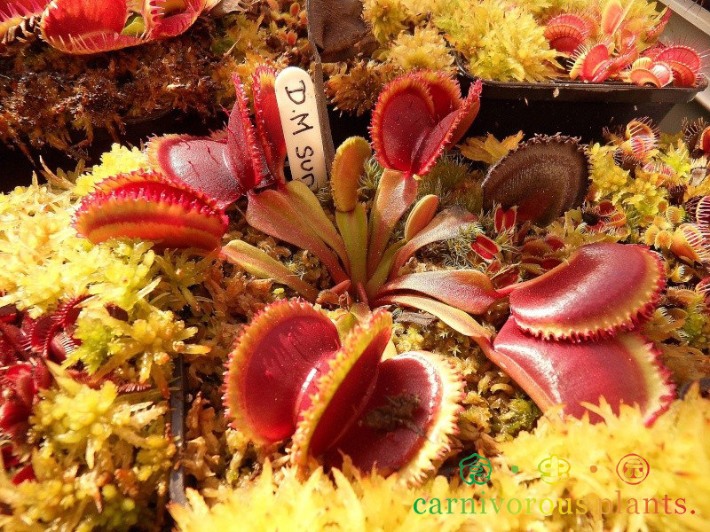 食虫植物日出捕蝇草玩家收藏特价包邮食人花奇异绿植