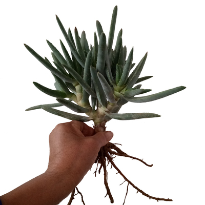 多枝芦荟 稀有品种金枝玉叶 室内客厅吸甲醛中大型观叶植物盆栽