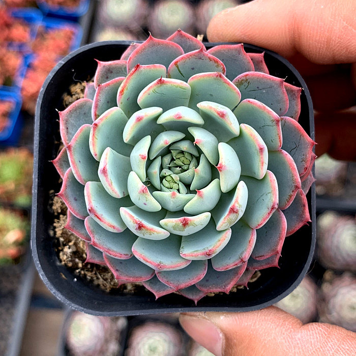 萱萱多肉植物园【爱斯诺恩西诺】阳台绿植花卉吸甲醛防辐射盆栽