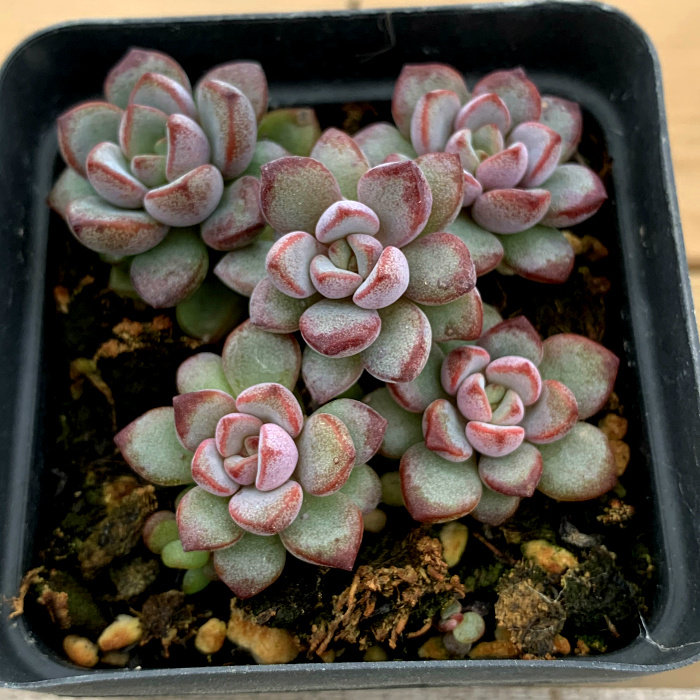 萱萱多肉植物园热卖紫梦群生办公室阳台绿植花卉多肉植物