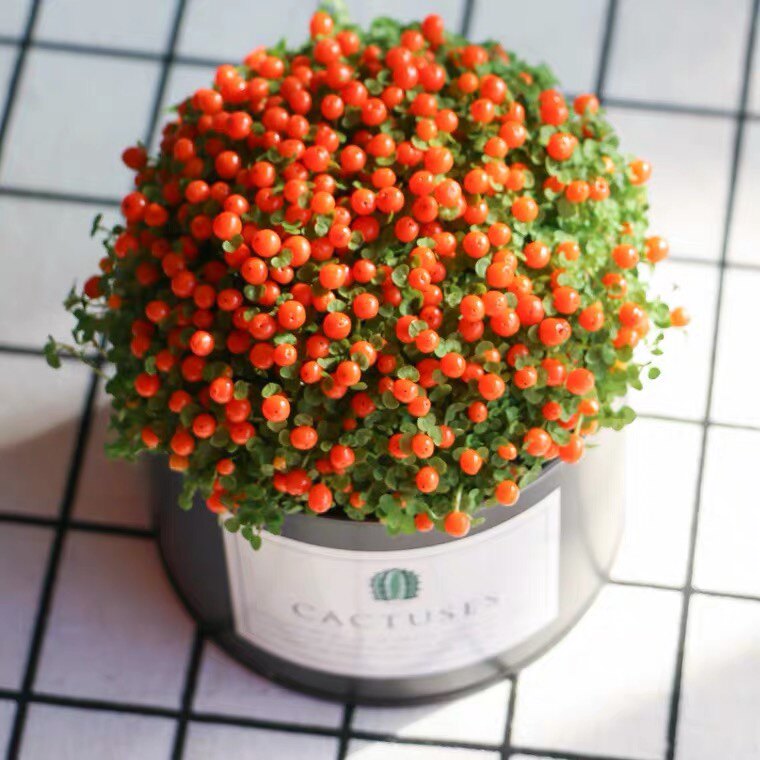 萱萱多肉植物园新品包邮珍珠橙绿植花卉吸甲醛防辐射奇趣盆栽