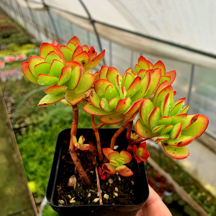 萱萱植物园热卖丹格朗斯群生状态花卉甲醛防辐射盆栽多肉植物