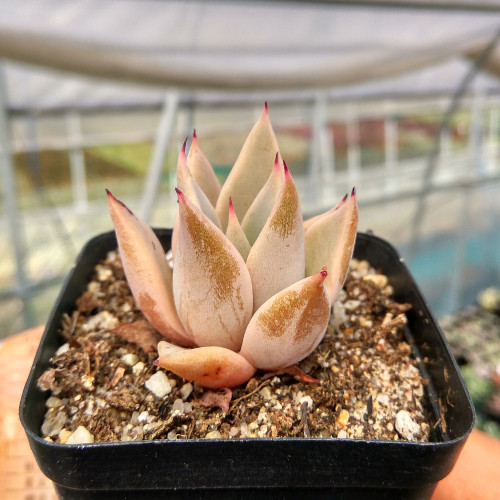 萱萱植物园热卖丹格朗斯群生状态花卉甲醛防辐射盆栽多肉植物