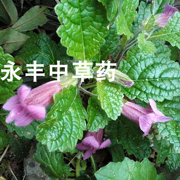 温州草药 野生铁芥菜 天目地黄  一斤55元