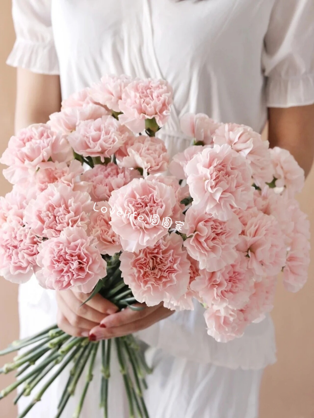 康乃馨马卡龙鲜花切花单头康多头康新鲜切花家庭插花母亲节妇女节