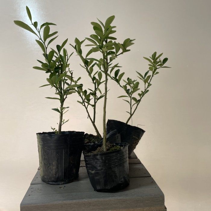 金豆小苗金豆苗金豆盆景苗常青桌面观果小品苗品种苗金豆小品盆景