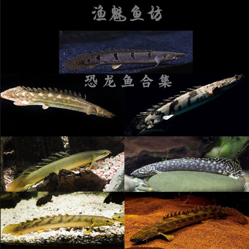 虎纹皮卡丘恐龙鱼活体可利巴斑节帕玛斯喀麦隆大帆大花虎斑青恐龙