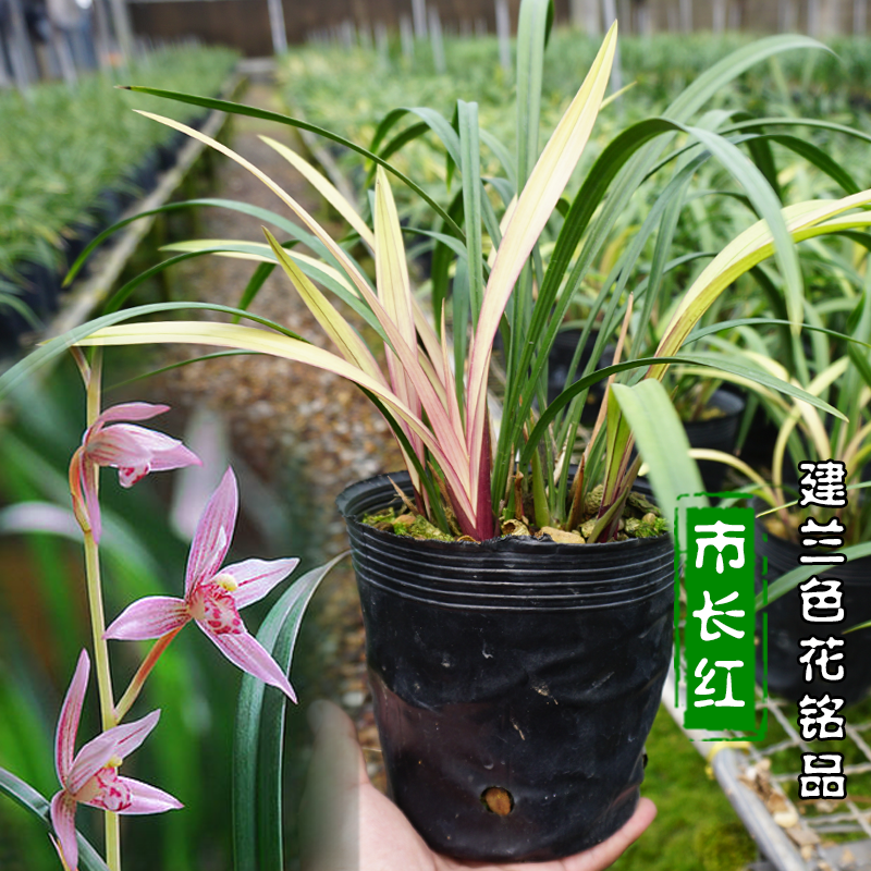 建兰市长红兰花苗带花苞四季兰盆栽浓有香味阳台好养易活植物