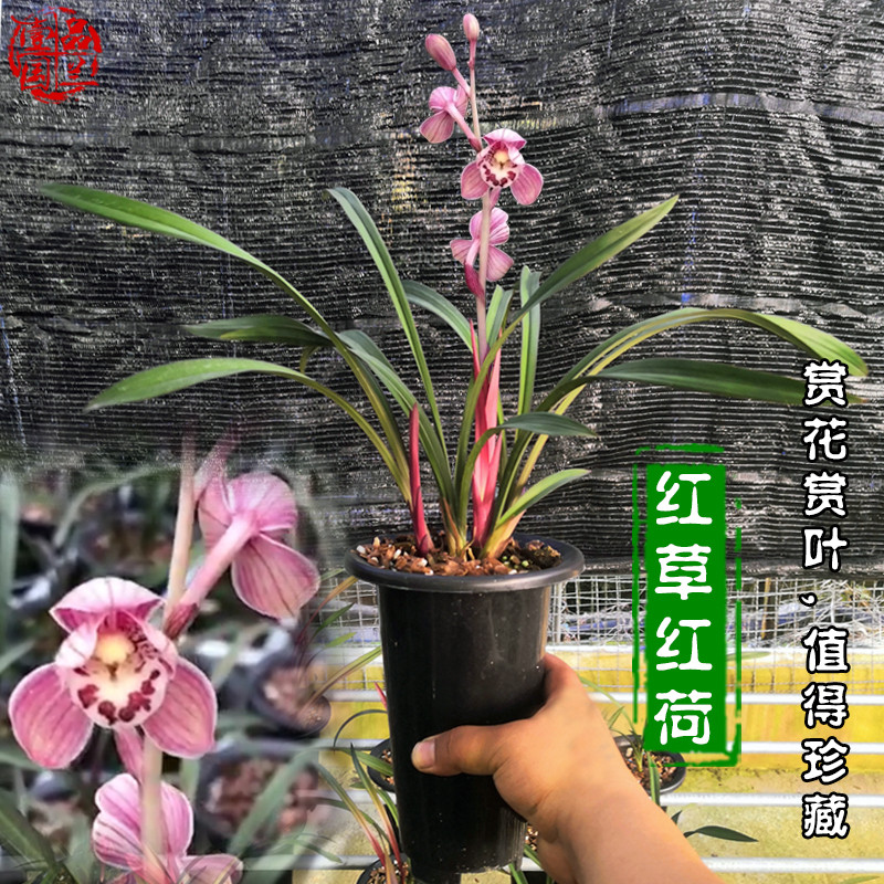 建兰红草红荷兰花浓香型四季兰稀有高档名贵红叶有香味植物花卉草
