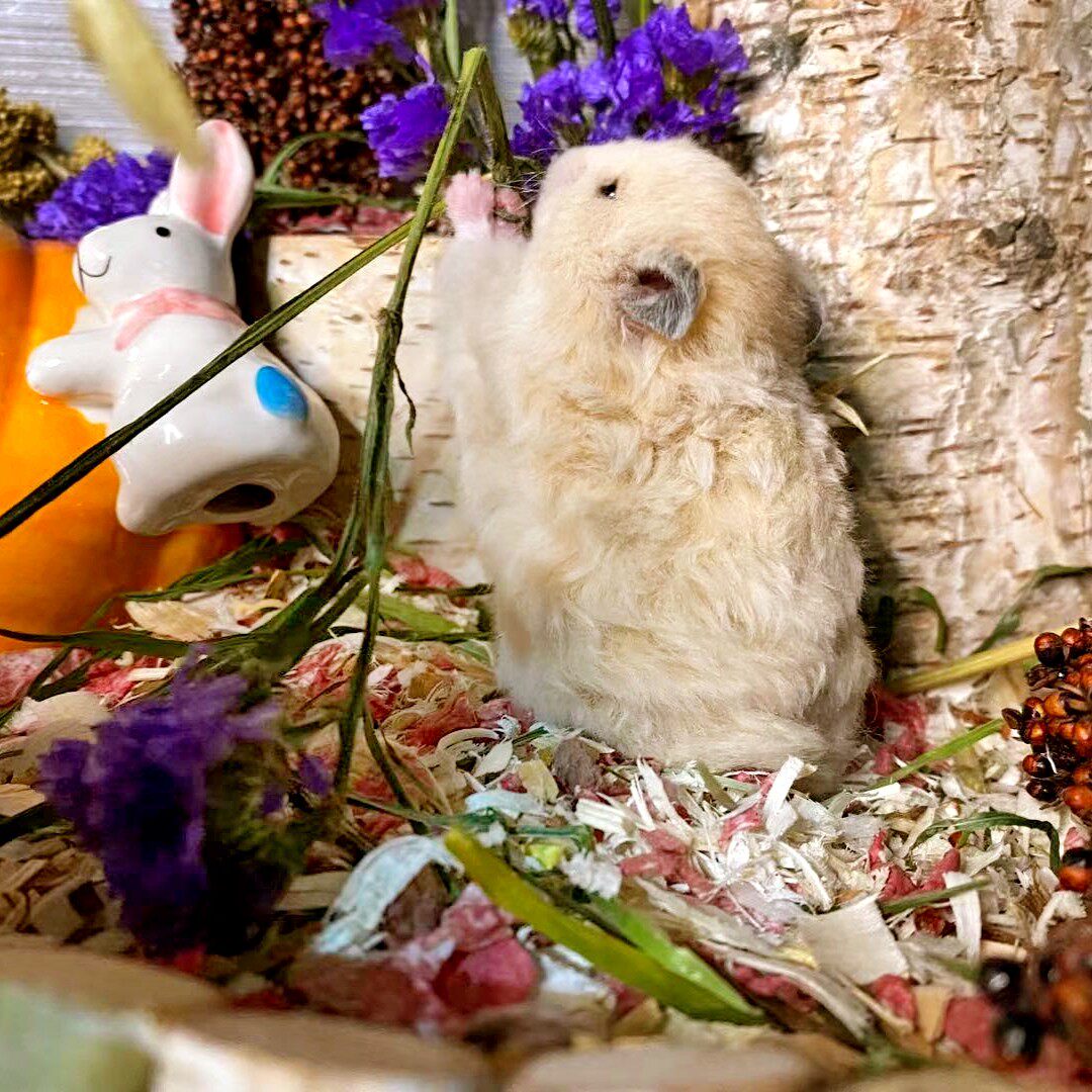 特价金丝熊活体_妞妞家卷毛黄波利大体肉桂稀有色金丝熊珍珠熊长毛