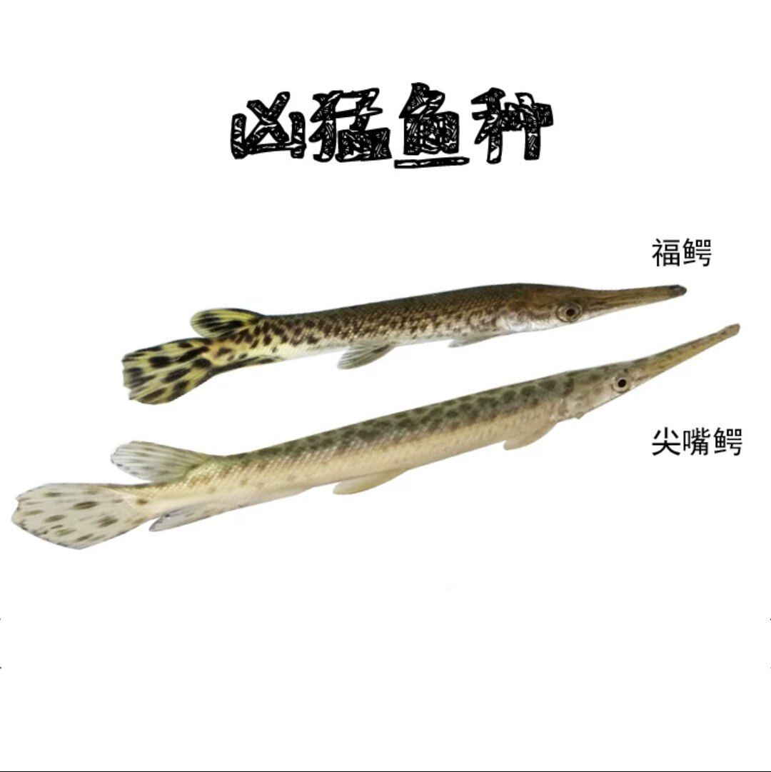 福鳄鱼雀鳝鱼尖嘴鳄冷水鱼大型凶猛鱼类水族鱼缸观赏鱼淡水活体鱼