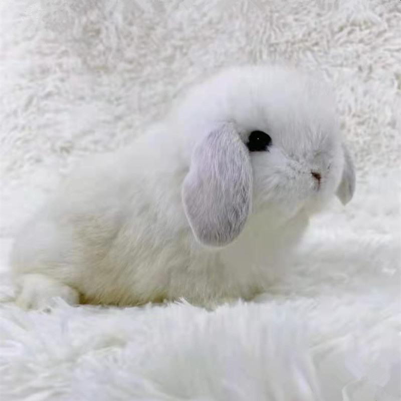 垂耳兔子活物宠物兔活体宿舍迷你家养小型长不大小白兔幼兔侏儒兔