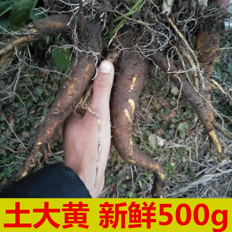 生新鲜土大黄根洋铁叶根金不换牛舌头