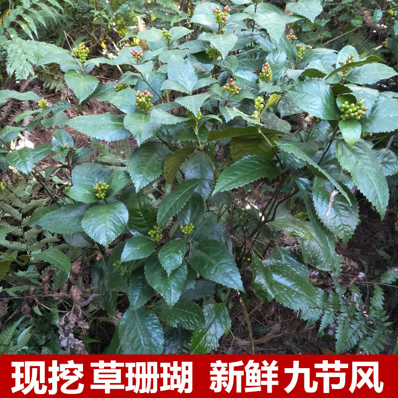 粤北百草园新鲜草珊瑚500g接骨草九节风金粟兰中草药肿节风满山香