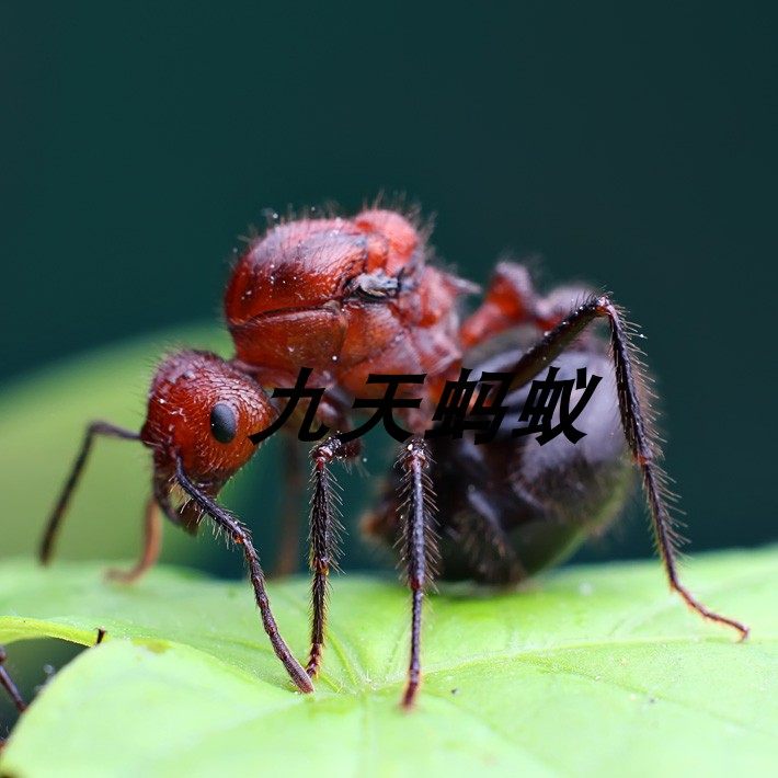 蚂蚁家园 森林_褐色脊红蚁myrmicaria brunnea 宠物