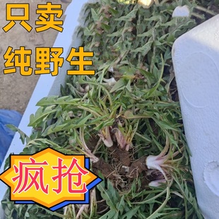 蒲公英新鲜野生现挖食用带根纯天然山野菜苦菜婆婆丁蘸酱药用嫩叶