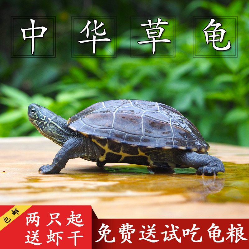 乌龟活体 中华草龟外塘草龟观赏龟水龟金线小墨龟苗宠物龟活物龟