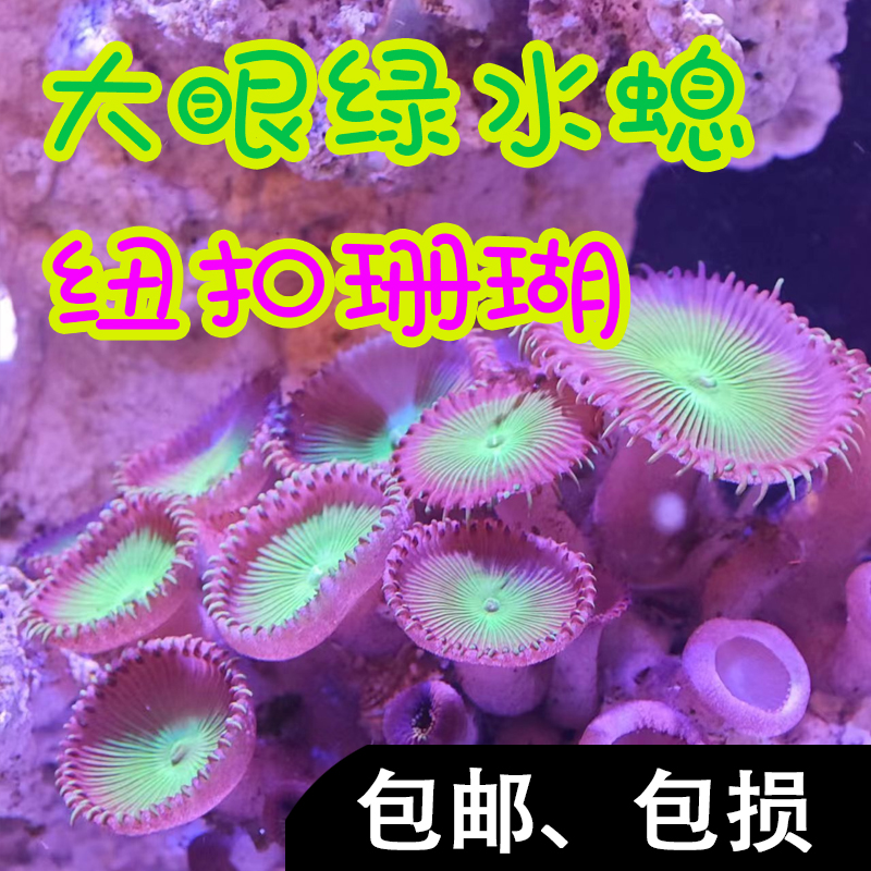 大眼绿纽扣珊瑚绿水螅大种好繁殖耐活新手珊瑚养定活体一颗成景