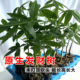 原生发财树苗客厅室内三杆单杆六福五福摇钱树绿植盆栽鲜花情人节