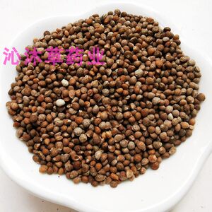 种子紫苏叶种籽盆栽可食用种植四季籽种蔬菜孑苏子叶籽紫苏子提取物