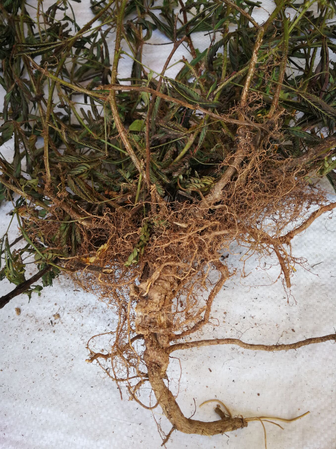 含羞草根害羞草新鲜整株含羞草带根红骨知羞草骨500g包邮全草