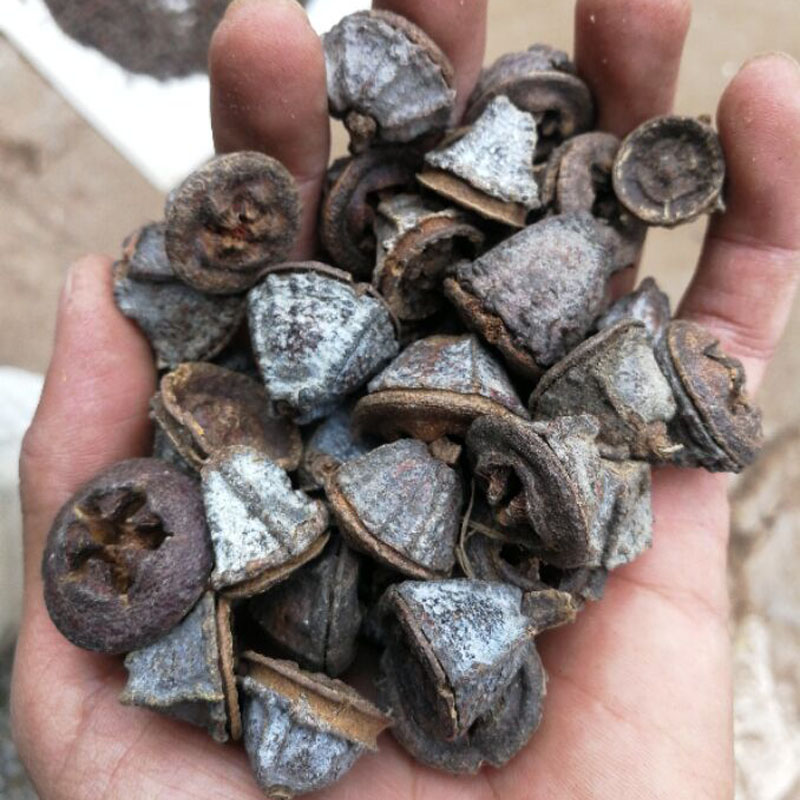 云南一口钟中药材一口盅500克一口钟一口香泡酒药材中草药新货