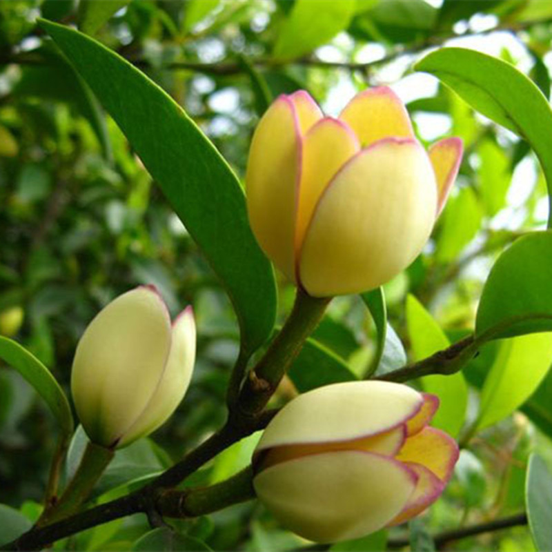 含笑盆栽花苗庭院阳台四季浓香型花卉植物 含笑树苗耐寒当年开花