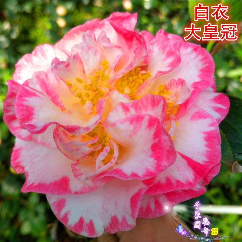 白衣大皇冠品种茶花苗宽彩带女皇一号二号复色进口茶花绿植盆栽