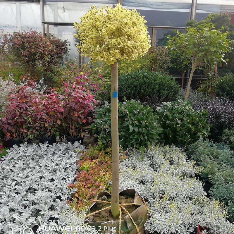 年货银姬小蜡球棒棒糖树植物花镜庭院别墅树苗实拍