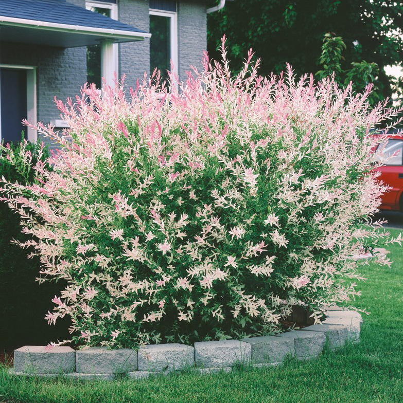 彩叶灌木--彩叶杞柳花园植物庭绿植