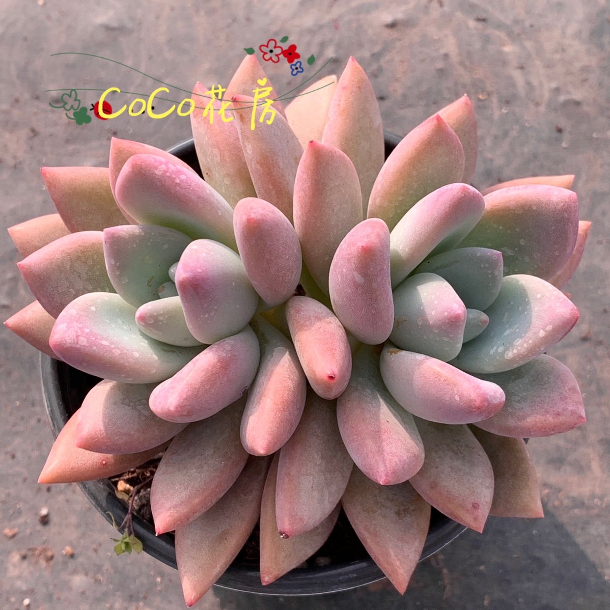 奥普琳娜_一物一拍香水奥普琳娜多肉 奥普琳娜 群生多肉 实图拍摄