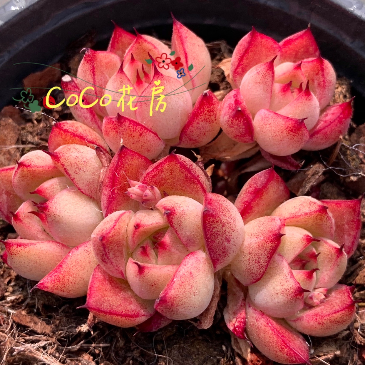 多肉植天鹅绒梦幻女王麦秆阳台客厅小盆栽花卉办公室植物小苗已售57