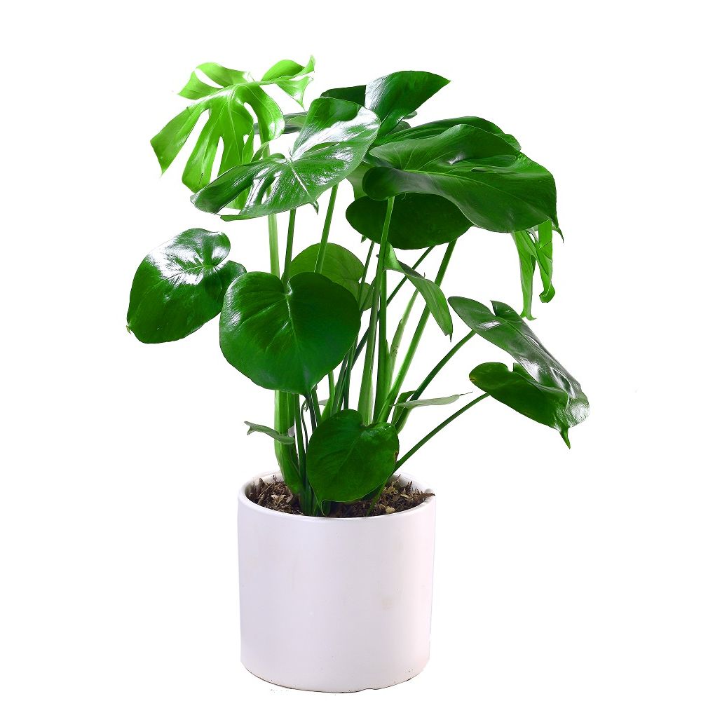 龟背竹喜林芋绿植花卉吸附甲醛中型盆栽高档盆栽花卉净化空气植物