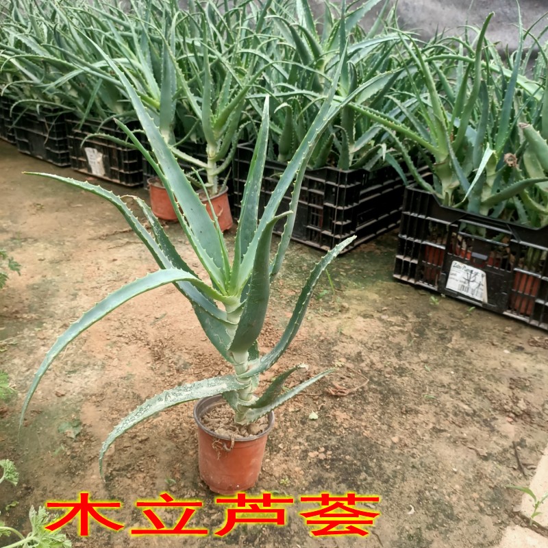木立芦荟木剑龙爪菊芦荟苗盆栽食用药用多肉植物室内好养绿植花卉