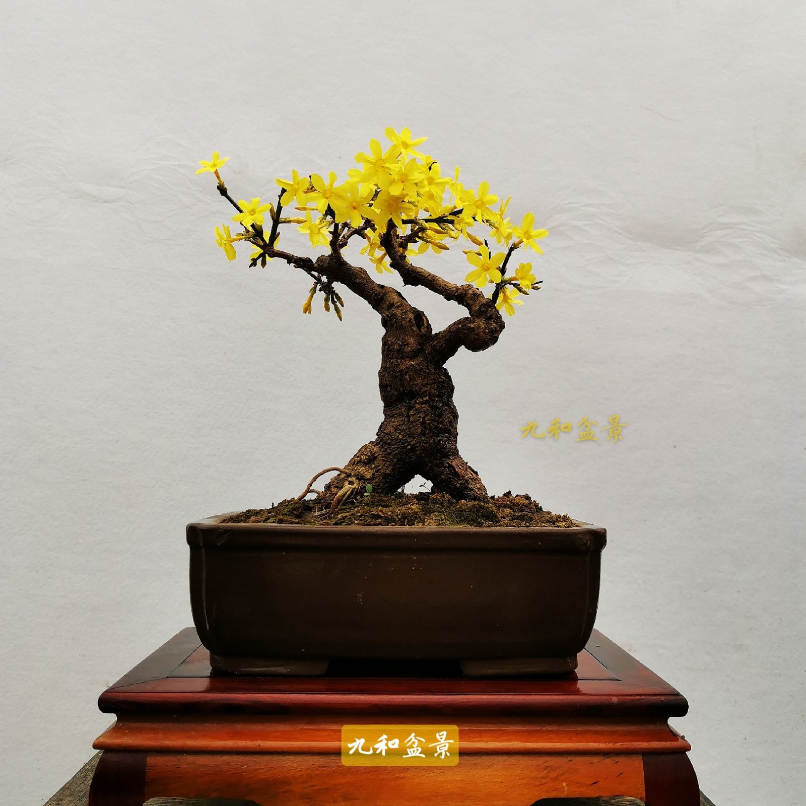 特价迎春花盆景老桩_迎春花盆景龙爪迎春桩迎春熟桩老桩盆栽迎春盆景