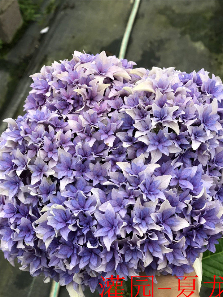 夏龙/沙龙 /列车 绣球  大花 特耐晒   没花