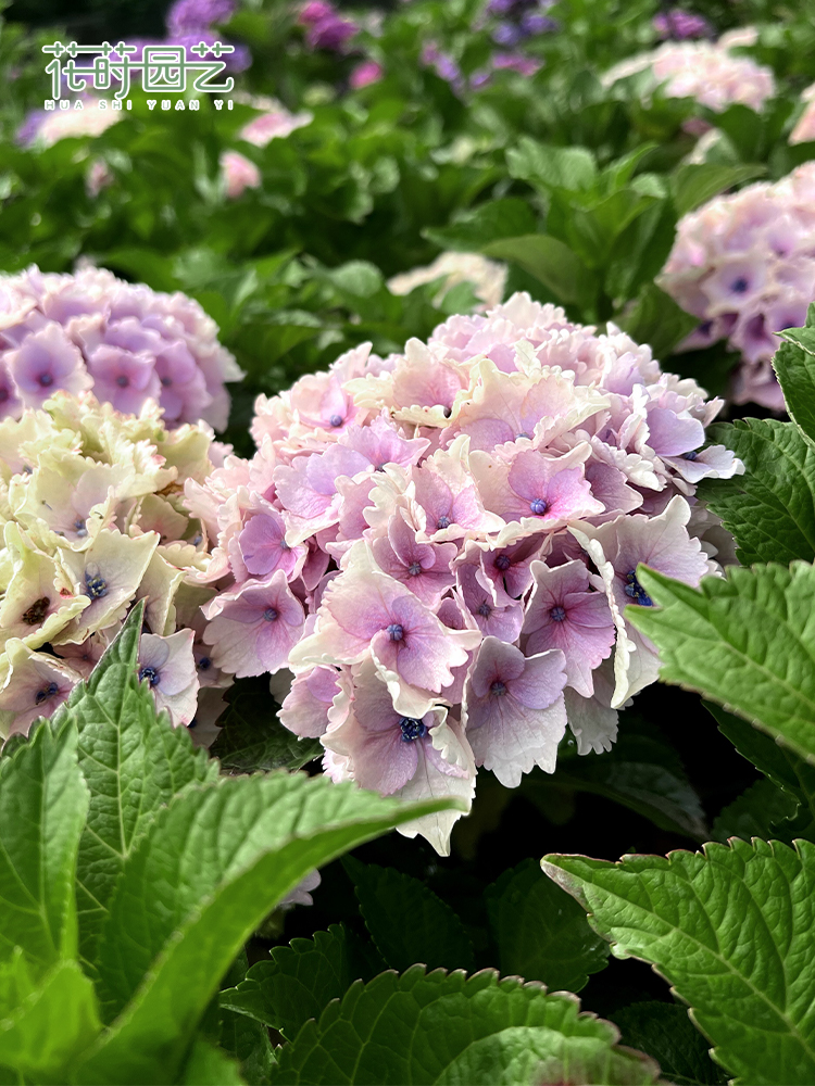 花莳园艺 1加绣球无尽夏盆栽花苗八仙花阳台花卉美观地栽庭院花园