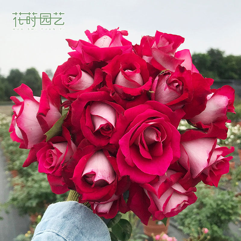 花莳园艺【莫妮卡贝鲁奇】直立切花月季阳台庭院灌木花卉植物盆栽