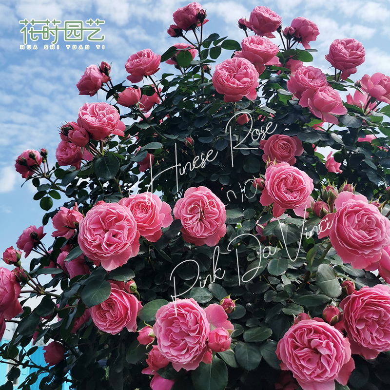花莳园艺藤本月季花苗红粉色龙沙宝石爬藤盆栽花卉玫瑰绿植物灌木|ruв категории доставка цветов/цветок моделирования/растения садоводства, цветок/растения в горшках (новый), цветок - от Buy2taobao.com для оказания профессиональной услуги покупки агента Taobao