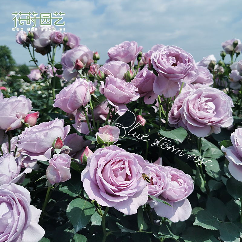 花莳园艺丰花月季花【蓝色风暴】花园盆栽玫瑰花植物四季灌木绿植在类目 鲜花速递/花卉仿真/绿植园艺, 花卉/绿植盆栽(新), 花卉中 - 来自Buy2taobao.com提供专业的淘宝代购服务