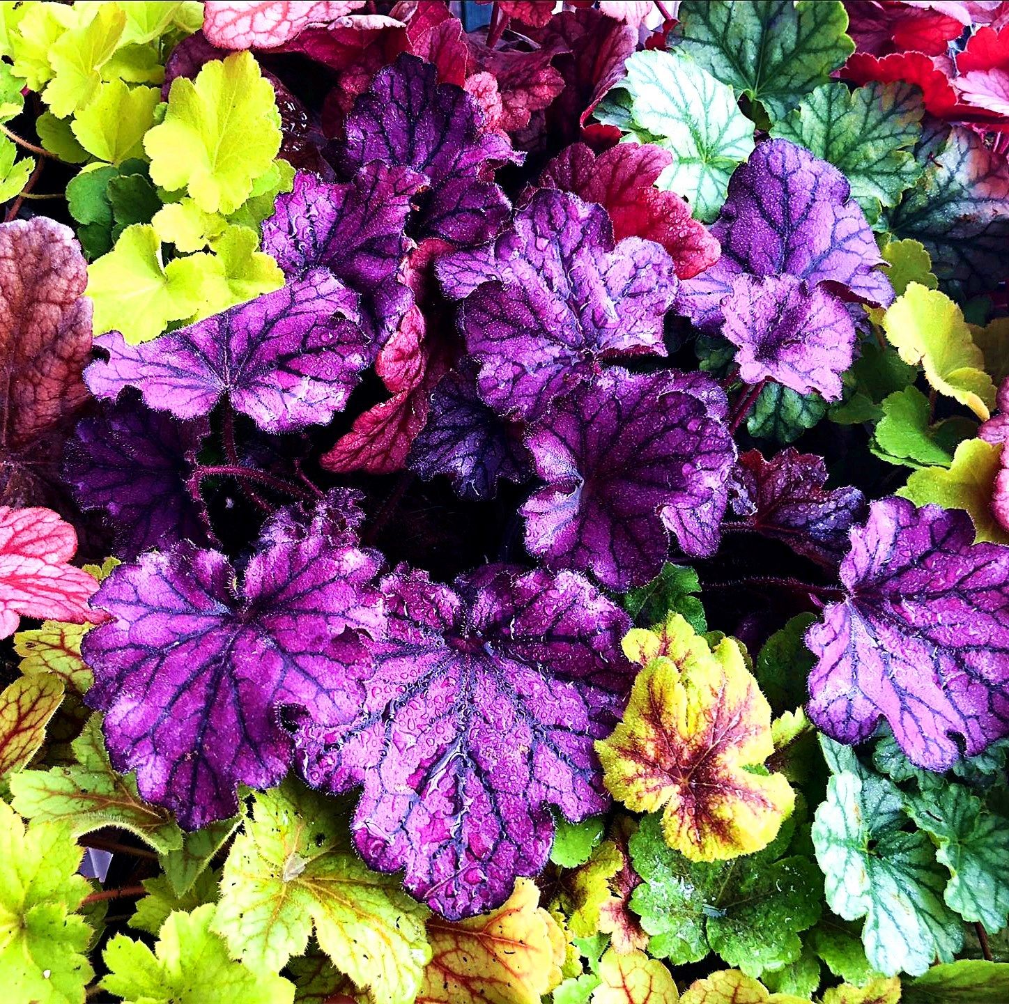 【最新折扣价9元】矾根绿植盆栽中大苗多年生彩叶常绿耐寒阳台庭院花