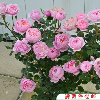 【特价】铃之妖精  开花机器 多头微月  月季玫瑰 花苗