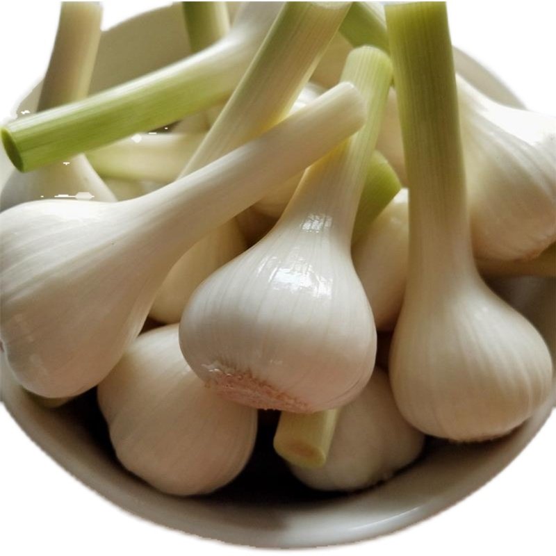 东北新鲜大蒜白皮蒜糖醋蒜湿蒜嫩蒜头马牙子蒜积蒜腌咸菜包邮