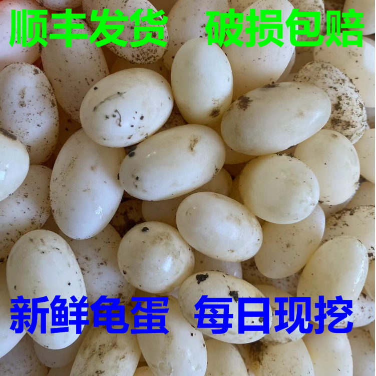 顺丰包邮生态新鲜乌龟蛋营养蛋食用龟蛋宝宝辅食现挖龟蛋孵化龟蛋