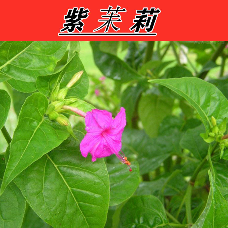 茉莉薄荷茶功效与作用_紫茉莉种子功效与作用_茉莉白毫功效与作用