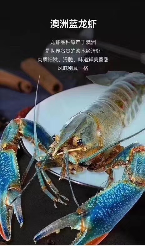 特价小青龙虾_活鲜淡水澳龙淡水蓝龙澳洲龙虾小龙虾小青龙虾澳龙3斤起
