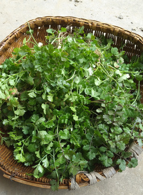 农家自种露天不催肥新鲜小香菜小芫荽臭菜火锅菜胡荽香荽青菜包邮