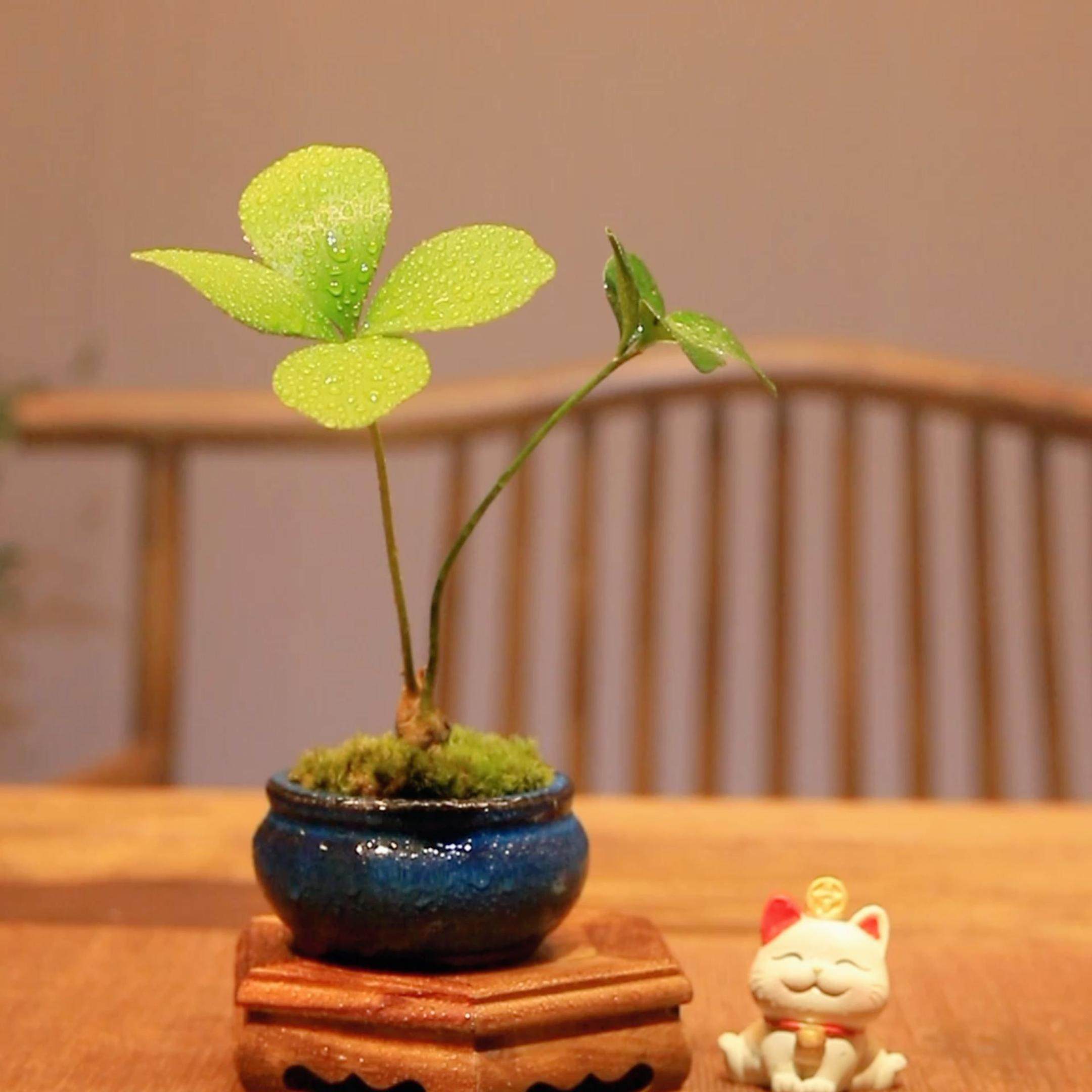 墨西哥铁树桌面盆栽办公室净化空气迷你盆景四季常青桌面绿植盆栽